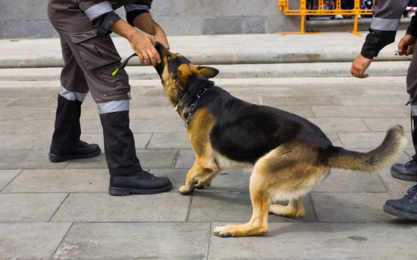 Quelle est la différence entre agent cynophile et maître chien ?