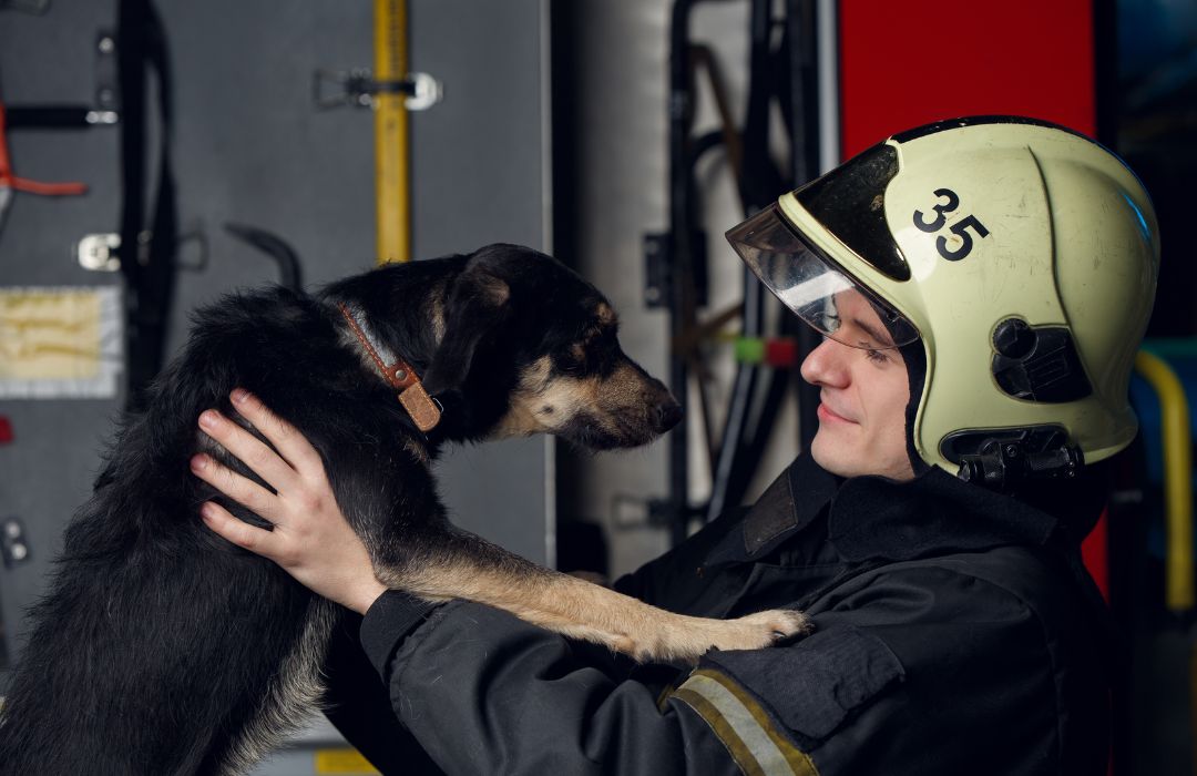 Les races de chien qui sont utilisées par les pompiers