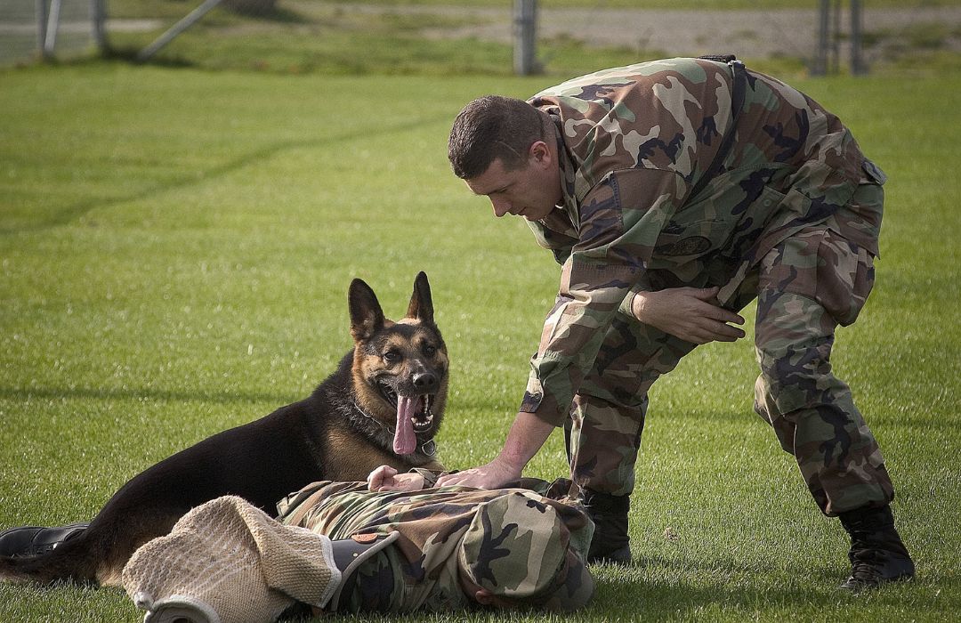 Formation agent cynophile de sécurité quel est le prix juste