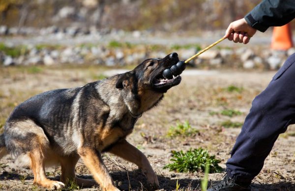 Gendarmerie cynophile : L'apport essentiel des chiens dans les missions de sécurité